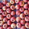 Exported Standard Quality of Fresh Red Qinguan Apple